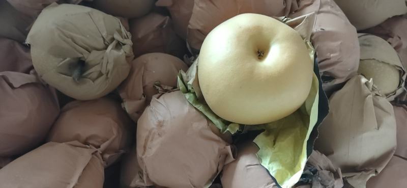 秋月梨