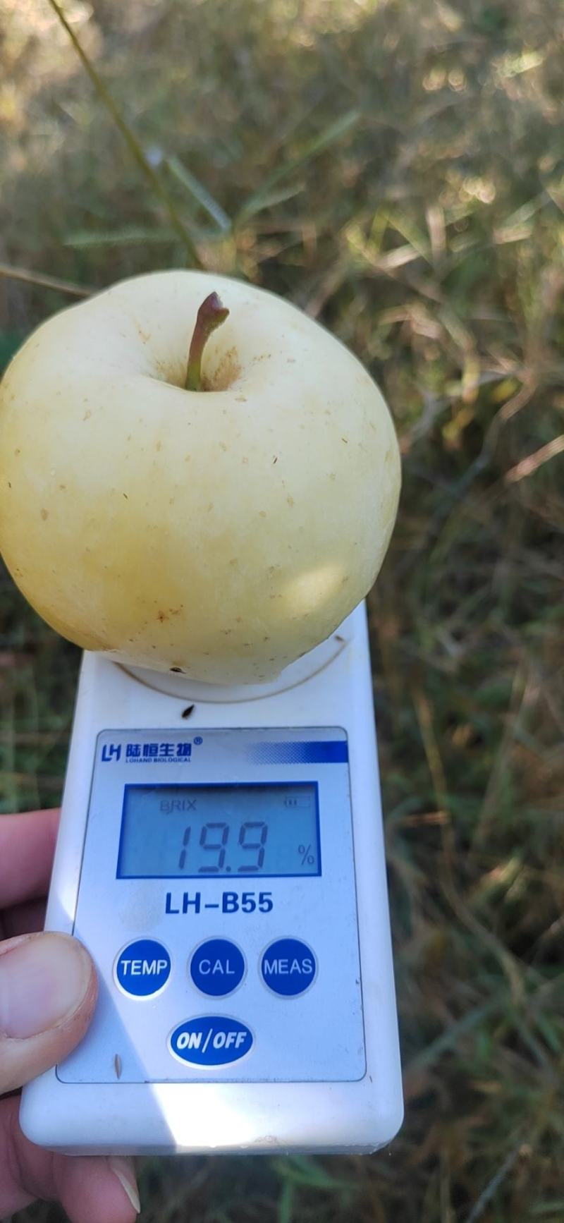 维纳斯苹果