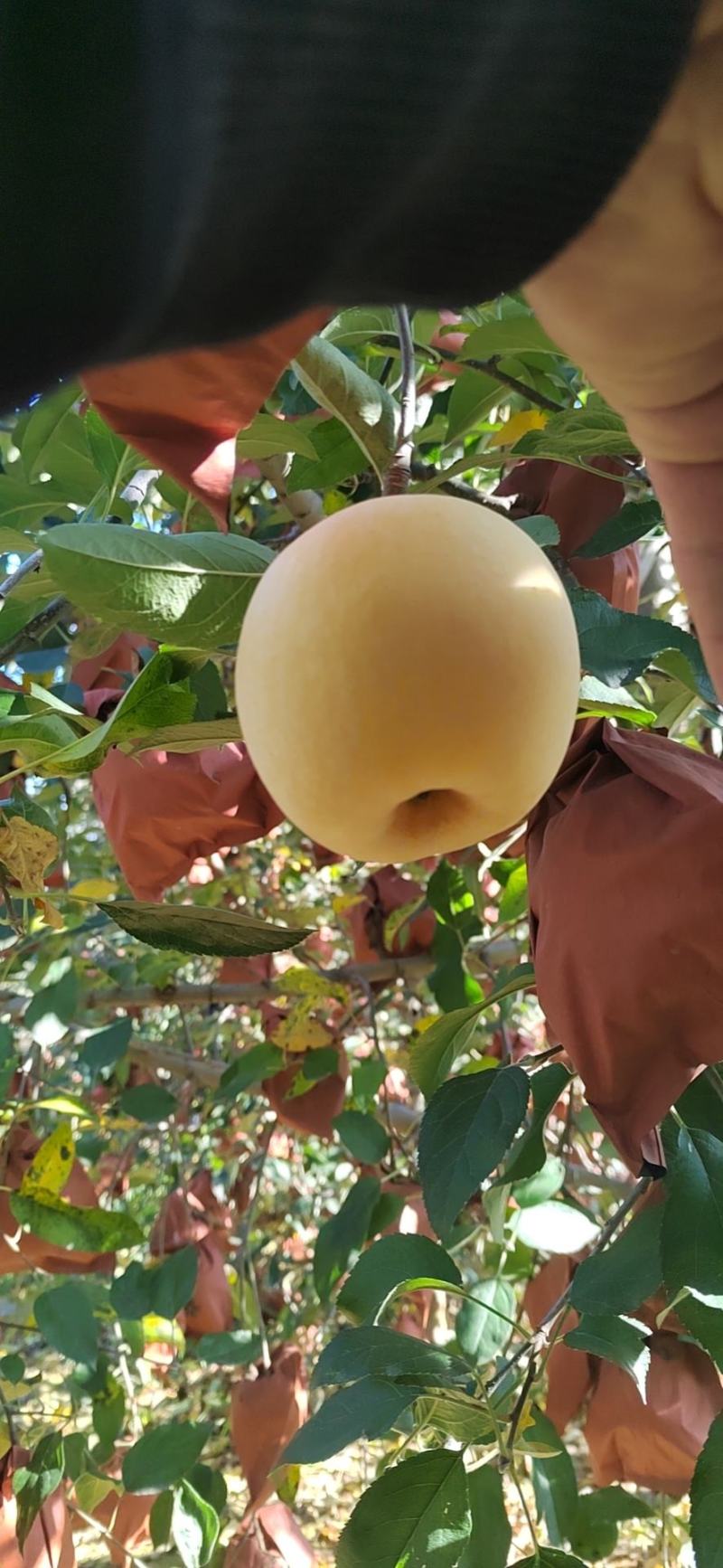 维纳斯苹果