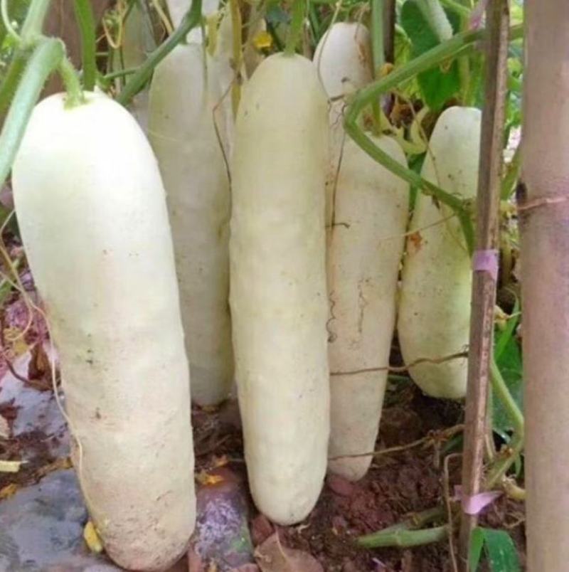 白黄瓜苗白皮黄瓜苗嫁接苗直播苗包回收免费技术指导