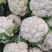 菜花，花菜乳白紧花，全国产地直发，质量保证。