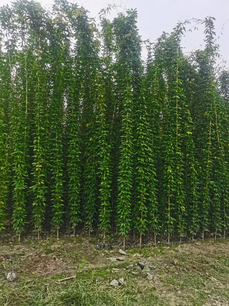 油麻藤杯苗、牛马藤、油麻藤价格、油麻藤工程苗