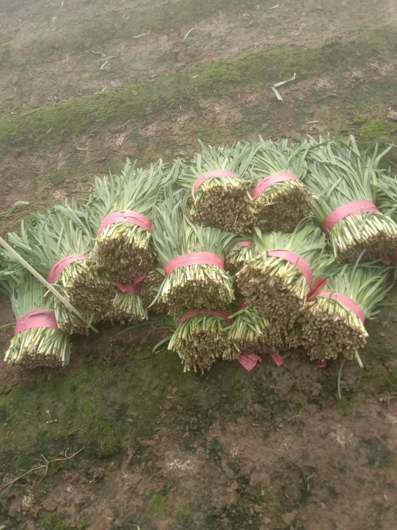 卖货了卖货了韭菜大叶小叶韭菜
