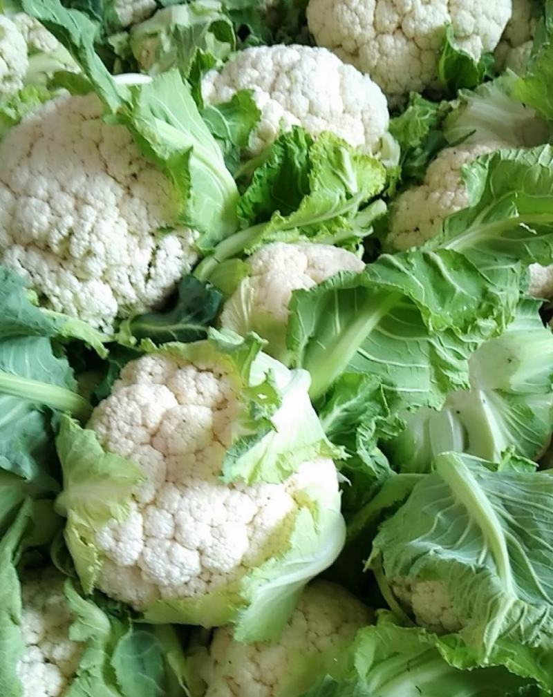 1-3斤菜花，花菜乳白紧花，市场，电商，产地直供全国代发