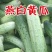 荷兰小黄瓜苗荷兰小黄瓜苗直播苗嫁接苗免费技术指导包回收
