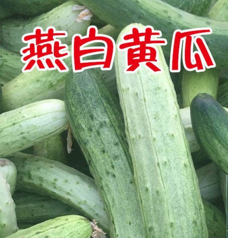 荷兰小黄瓜苗荷兰小黄瓜苗直播苗嫁接苗免费技术指导包回收