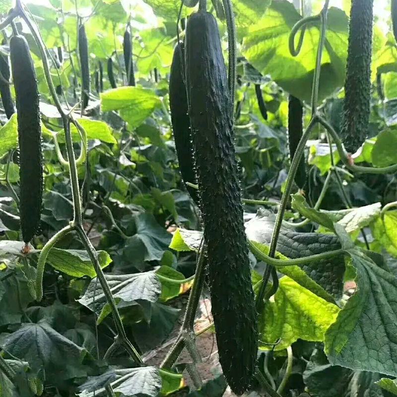 荷兰小黄瓜苗荷兰小黄瓜苗直播苗嫁接苗免费技术指导包回收