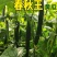 荷兰小黄瓜苗荷兰小黄瓜苗直播苗嫁接苗免费技术指导包回收
