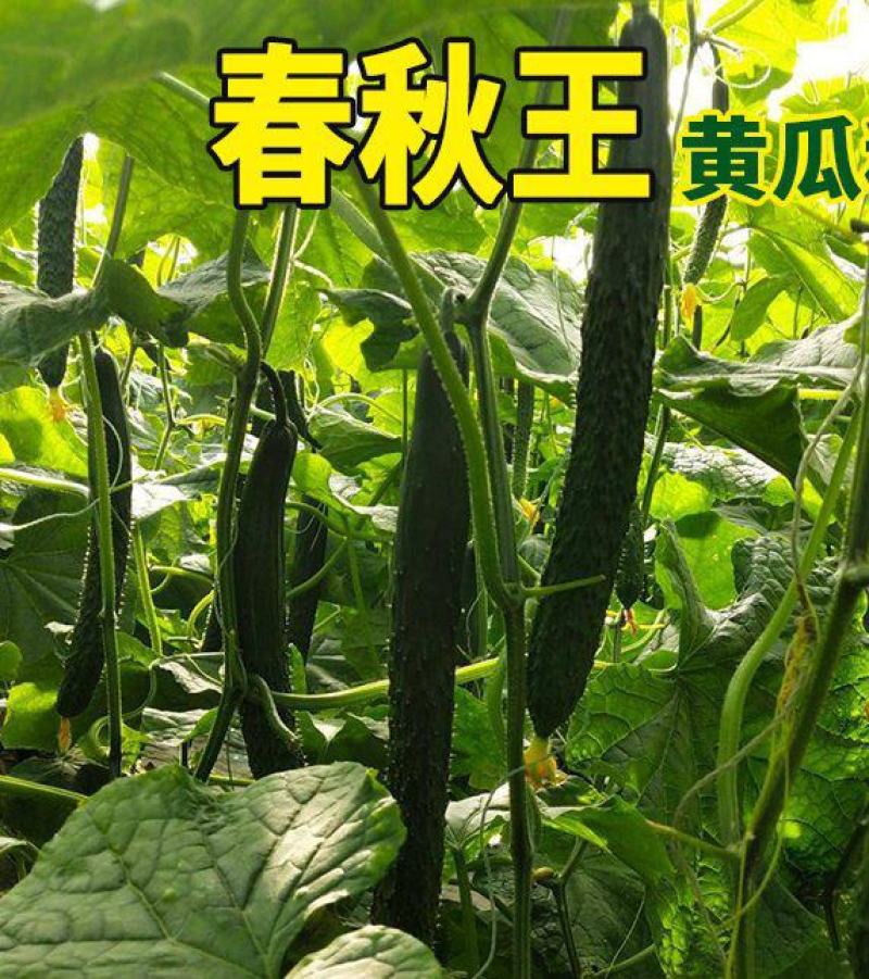 荷兰小黄瓜苗荷兰小黄瓜苗直播苗嫁接苗免费技术指导包回收