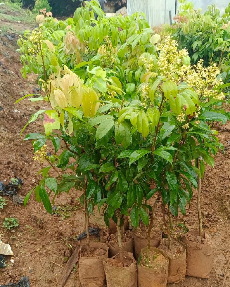 冰荔荔枝树苗嫁接仙进奉荔枝苗带土发货