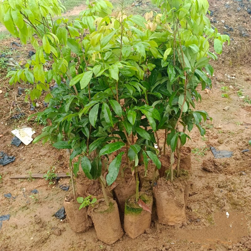 冰荔荔枝树苗嫁接仙进奉荔枝苗带土发货
