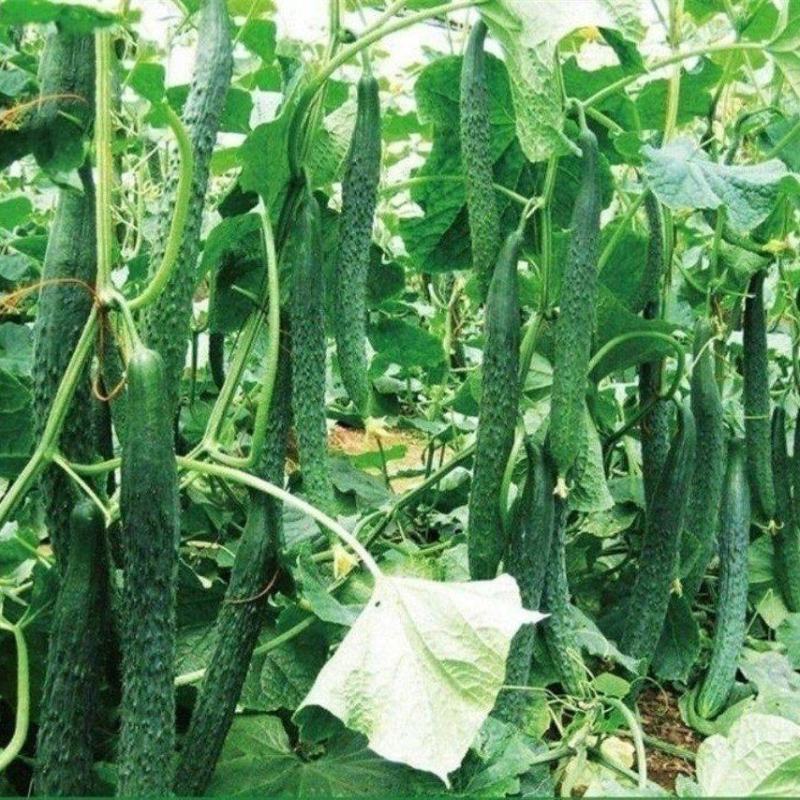 中农8号黄瓜苗青优黄瓜苗绿心黄瓜苗免费技术指导包回收