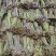 原生态新鲜蕨菜