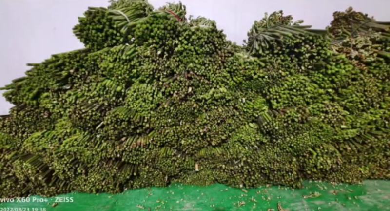 原生态新鲜蕨菜