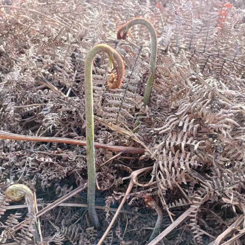 原生态新鲜蕨菜
