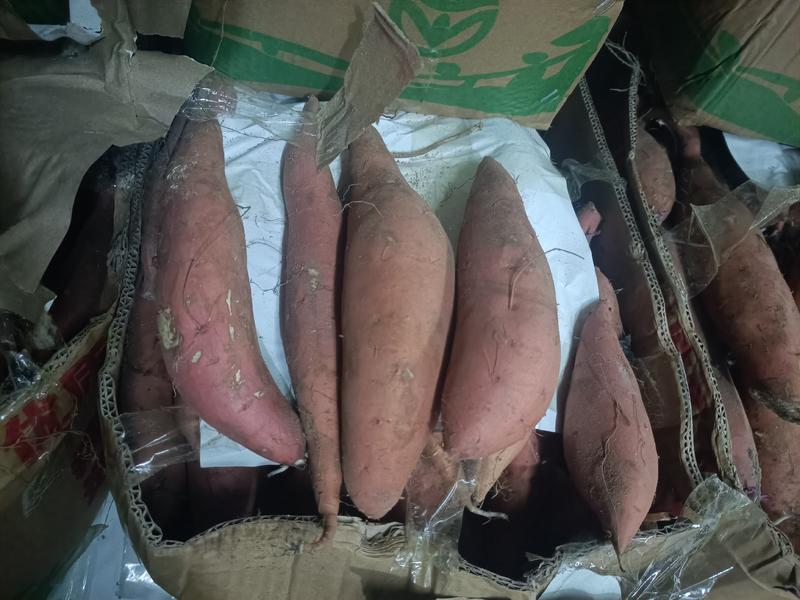 山东夏津地瓜产业基地大量供应，烟薯25，各种规格的货