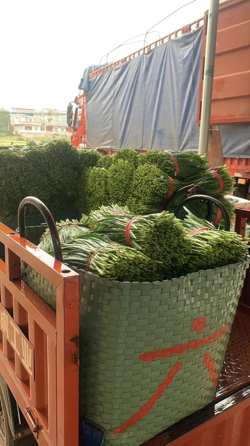 【优选】南宁良庆大叶韭菜大量上市中产地直发欢迎致电