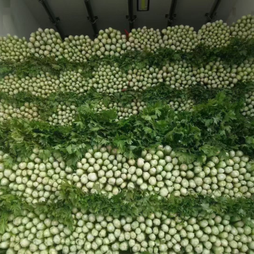 蔬菜