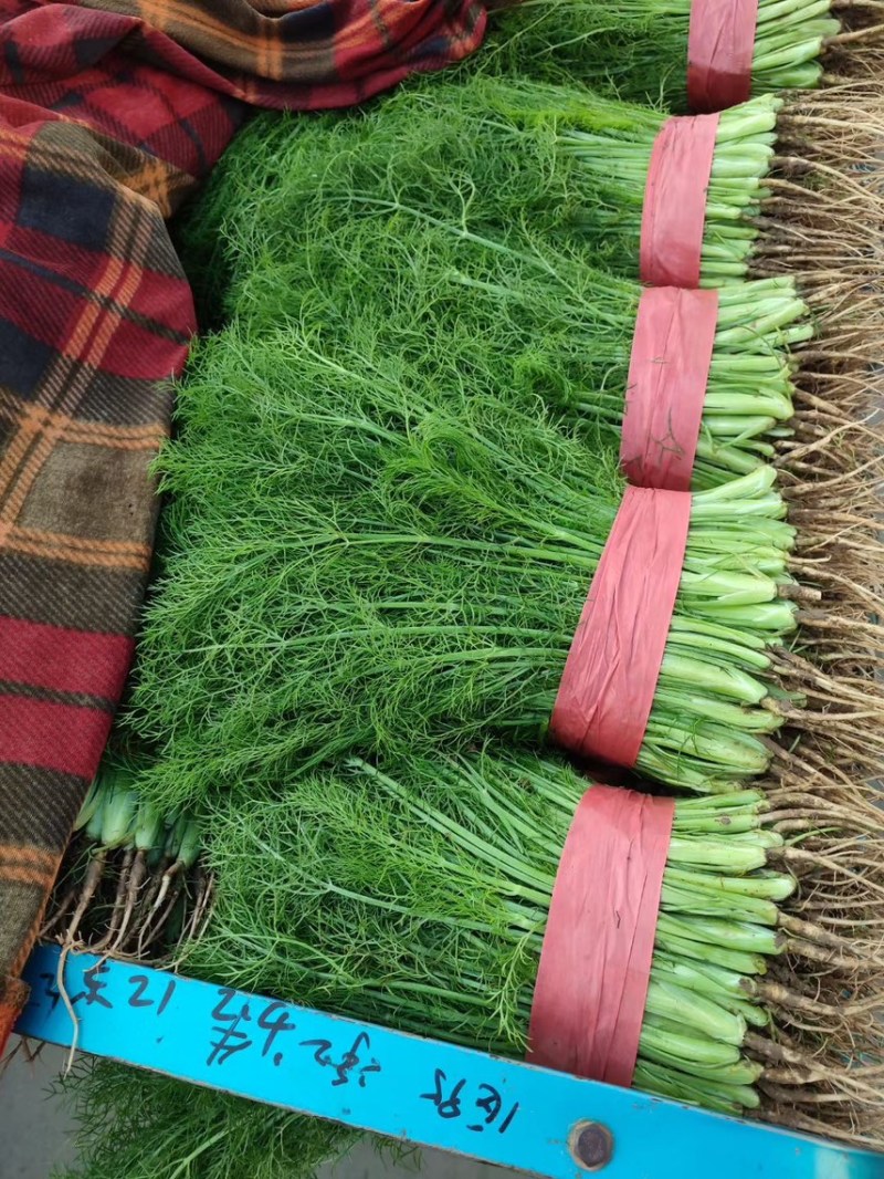 蔬菜