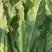 蔬菜