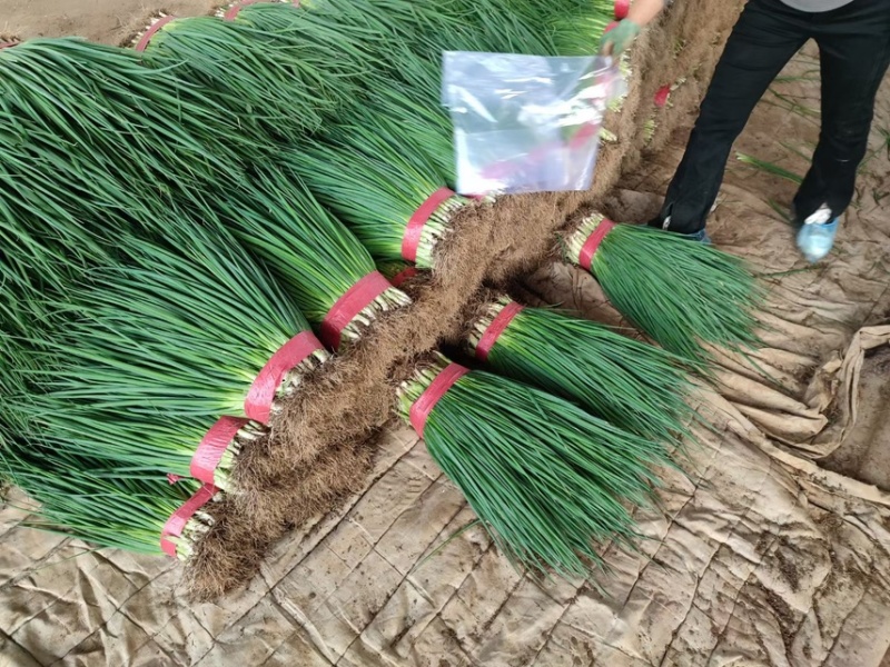 蔬菜