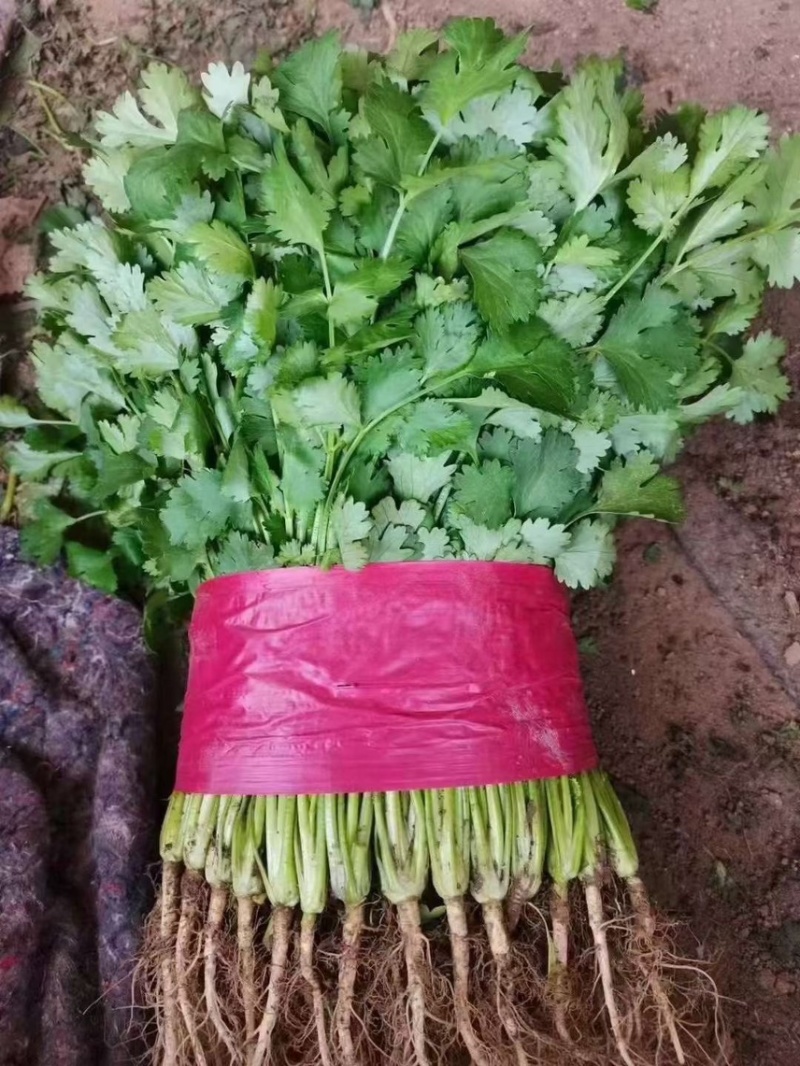 蔬菜