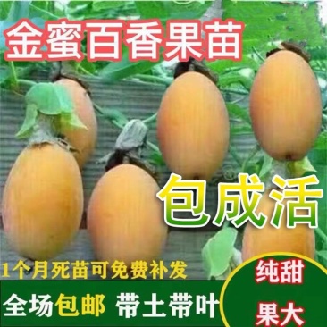 百香果苗台湾香甜蜜金蜜百香果苗四季结果纯甜适合南北方
