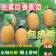 百香果苗台湾香甜蜜金蜜百香果苗四季结果纯甜适合南北方