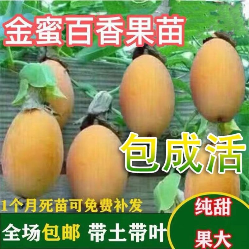 百香果苗台湾香甜蜜金蜜百香果苗四季结果纯甜适合南北方