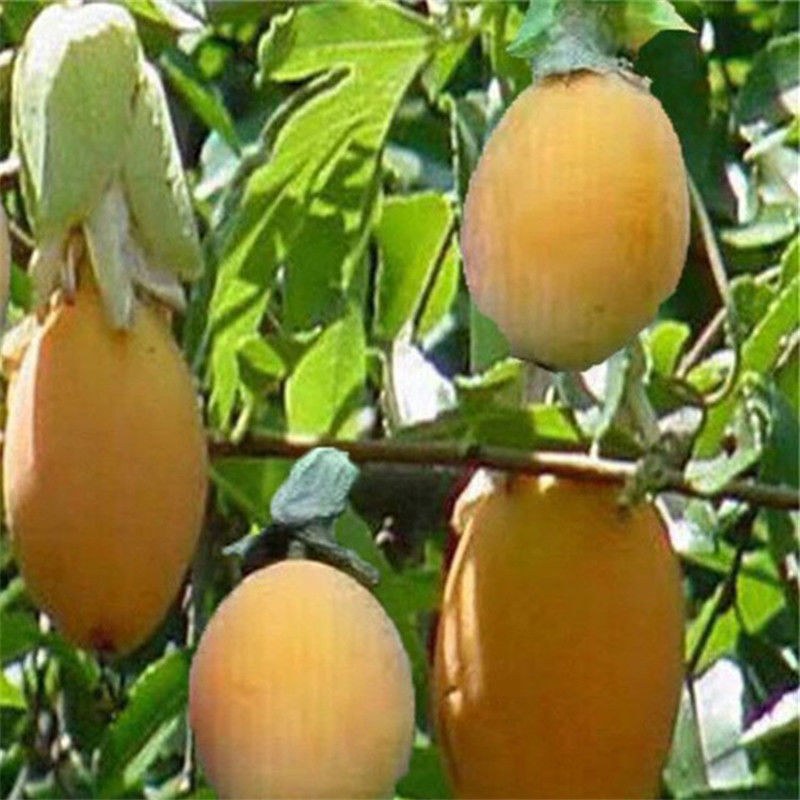 百香果苗台湾香甜蜜金蜜百香果苗四季结果纯甜适合南北方