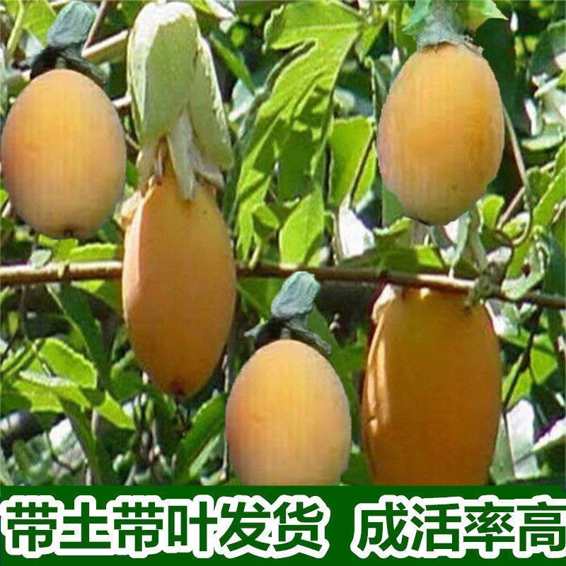 百香果苗台湾香甜蜜金蜜百香果苗四季结果纯甜适合南北方