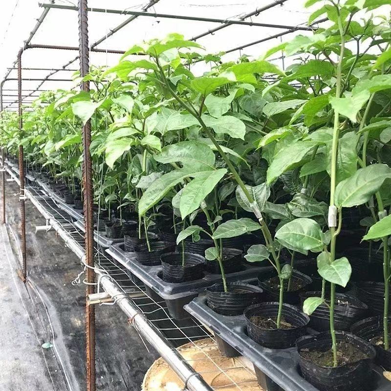 百香果苗台湾香甜蜜金蜜百香果苗四季结果纯甜适合南北方