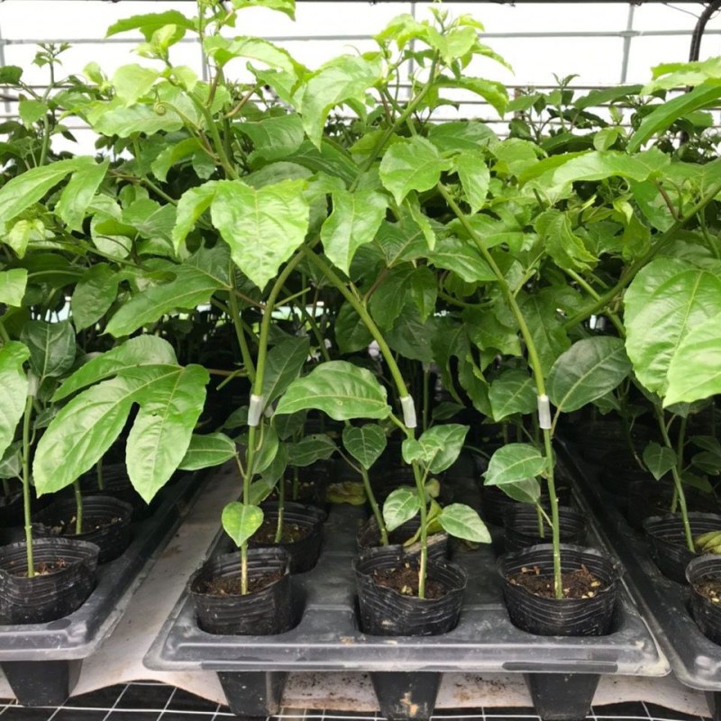 百香果苗台湾香甜蜜金蜜百香果苗四季结果纯甜适合南北方