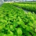 百香果苗台湾香甜蜜金蜜百香果苗四季结果纯甜适合南北方