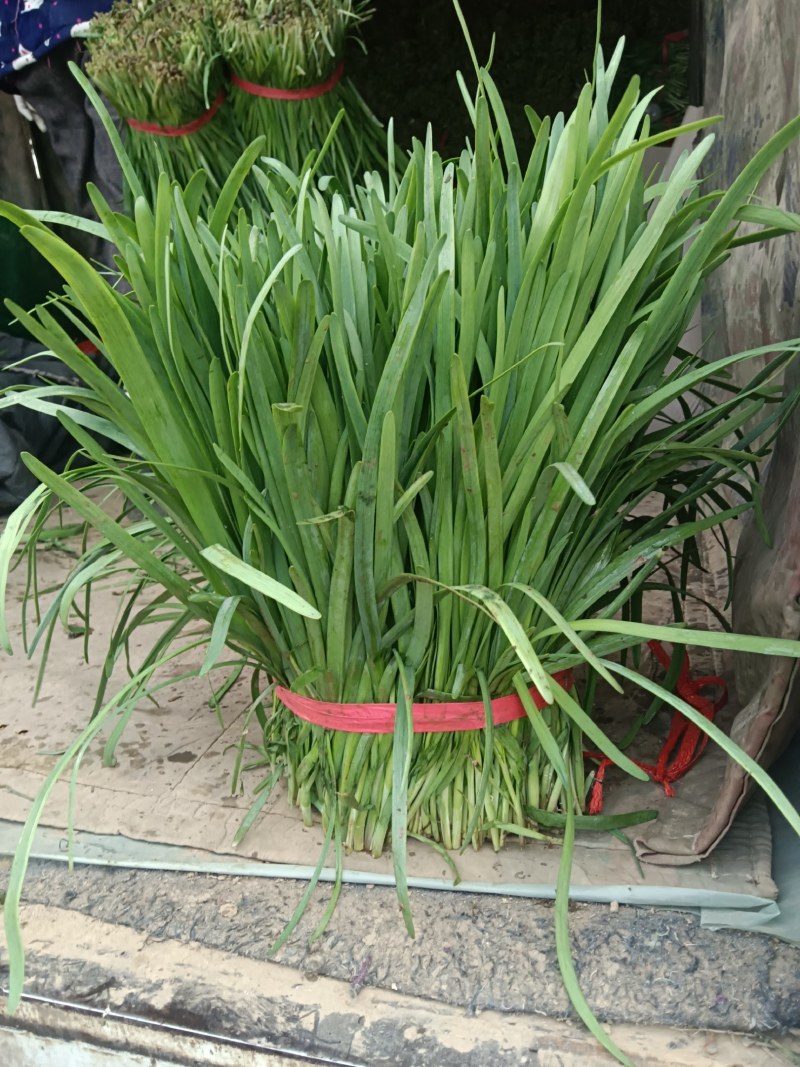 大棚韭菜，根粗，叶绿，一手货源，质量保证，欢迎采购