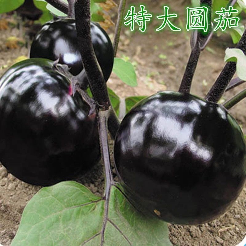 圆茄苗特大圆茄苗绿茄子小圆茄子苗茄子嫁接苗紫茄子小圆茄苗
