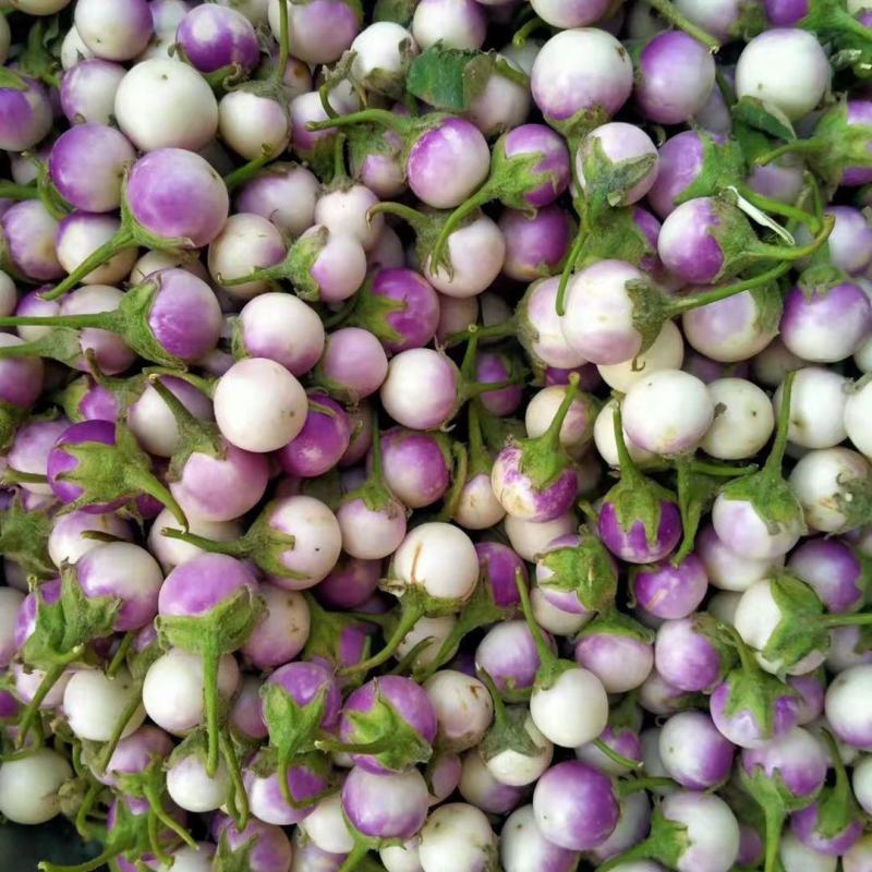 圆茄苗特大圆茄苗绿茄子小圆茄子苗茄子嫁接苗紫茄子小圆茄苗