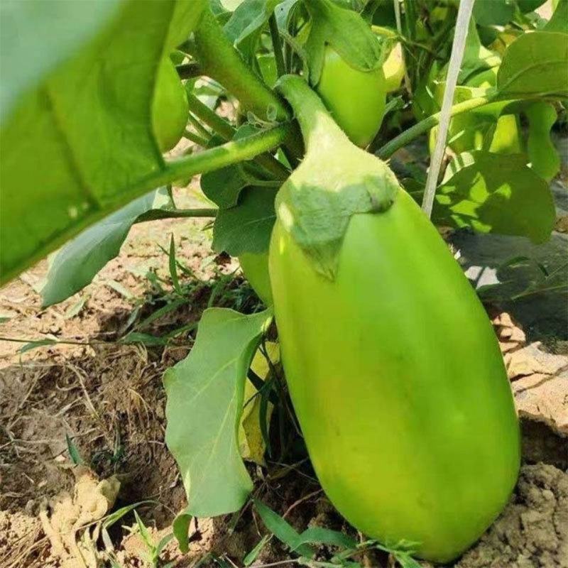 紫光圆茄苗青茄苗嫁接苗绿茄子苗黑紫茄子苗包回收
