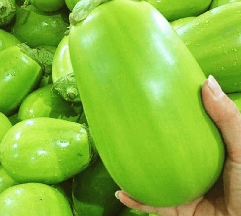 紫光圆茄苗青茄苗嫁接苗绿茄子苗黑紫茄子苗包回收