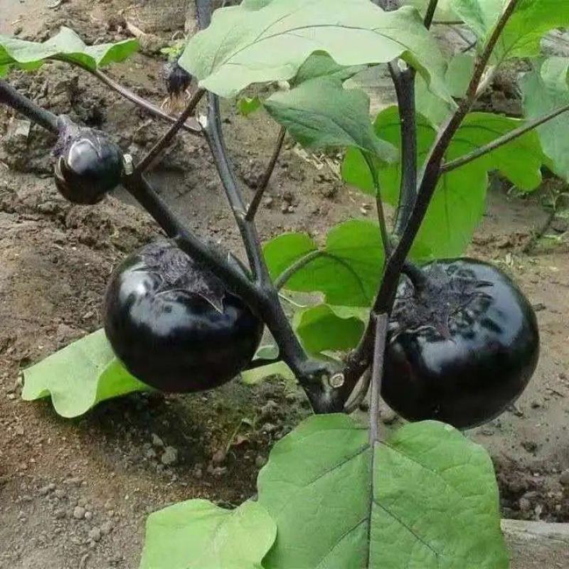 紫光圆茄苗青茄苗嫁接苗绿茄子苗黑紫茄子苗包回收