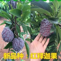 红皮释迦果树苗嫁接台湾凤梨番荔枝释迦佛陀果佛头果苗