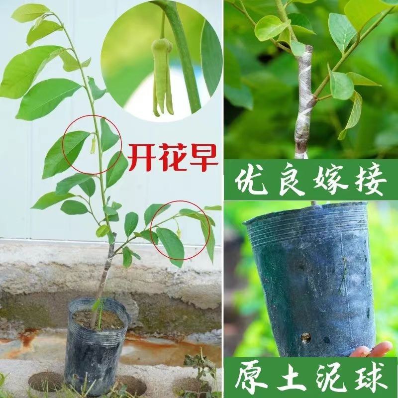 红皮释迦果树苗嫁接台湾凤梨番荔枝释迦佛陀果佛头果苗