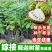 红皮释迦果树苗嫁接台湾凤梨番荔枝释迦佛陀果佛头果苗