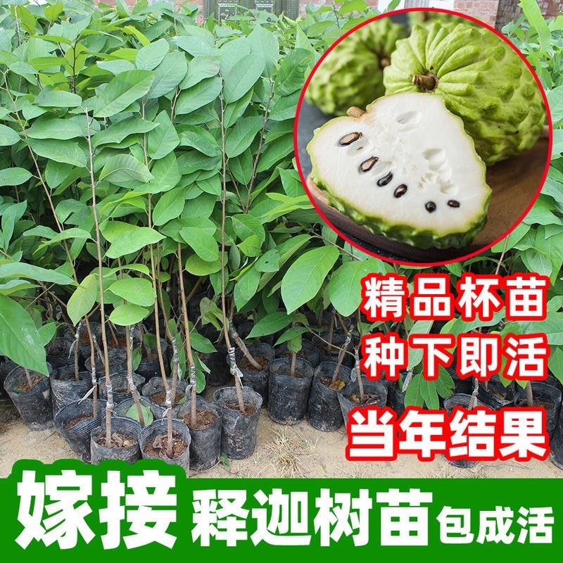 红皮释迦果树苗嫁接台湾凤梨番荔枝释迦佛陀果佛头果苗