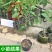 红皮释迦果树苗嫁接台湾凤梨番荔枝释迦佛陀果佛头果苗