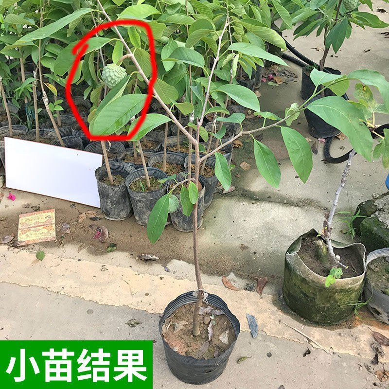 红皮释迦果树苗嫁接台湾凤梨番荔枝释迦佛陀果佛头果苗