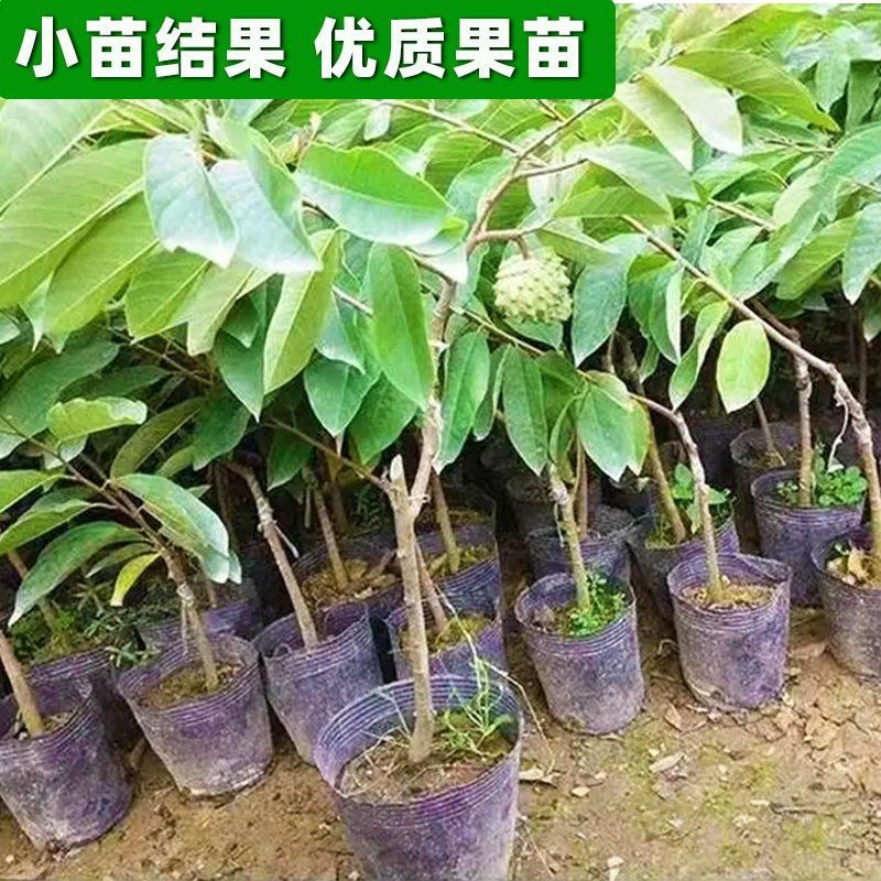 红皮释迦果树苗嫁接台湾凤梨番荔枝释迦佛陀果佛头果苗