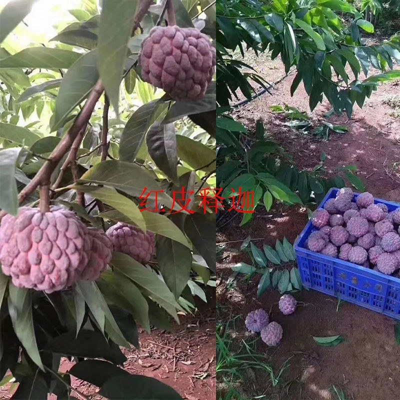 红皮释迦果树苗嫁接台湾凤梨番荔枝释迦佛陀果佛头果苗