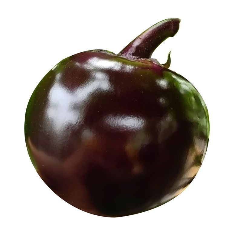 黑茄王苗黑宝茄子苗硕源黑宝茄子苗黑茄王苗免费技术指导