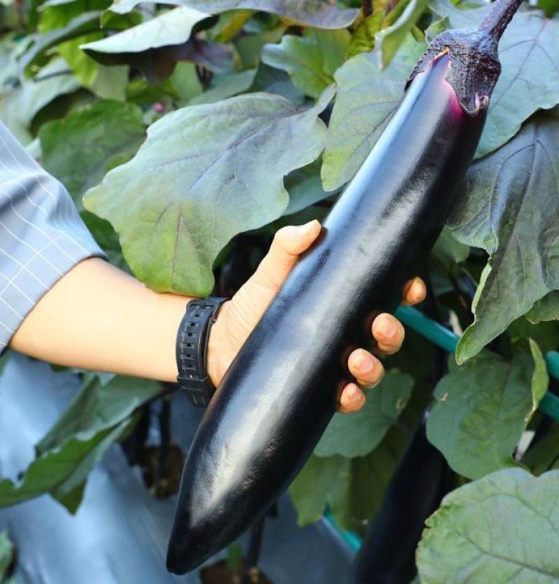 黑茄王苗黑宝茄子苗硕源黑宝茄子苗黑茄王苗免费技术指导